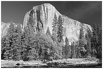 Trees along  Merced River and El Capitan. Yosemite National Park, California, USA. (black and white)