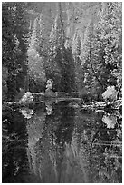 Merced River, trees and reflexions at the base of Cathedral Rocks. Yosemite National Park ( black and white)