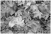 Fallen maple and dogwood leaves, pine needles and cone. Yosemite National Park, California, USA. (black and white)