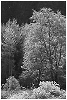 Backlit tree. Yosemite National Park, California, USA. (black and white)