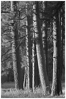 Pine trees, late afternoon. Yosemite National Park, California, USA. (black and white)