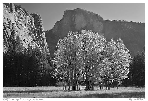 Aspen stand and Half-Dome, morning. Yosemite National Park (black and white)