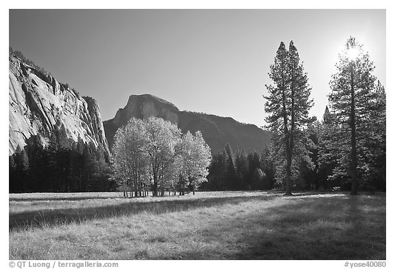 Ahwahnee Meadow with sun shinnig through tree, early morning. Yosemite National Park, California, USA.