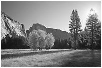 Ahwahnee Meadow with sun shinnig through tree, early morning. Yosemite National Park, California, USA. (black and white)