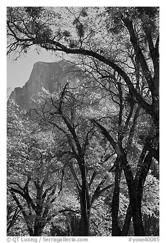 Oak trees and Half-Dome. Yosemite National Park (black and white)