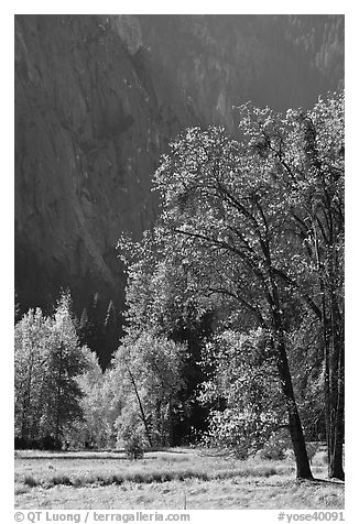 Autumn trees in Cook Meadow. Yosemite National Park (black and white)