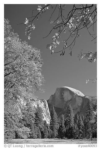 Half-Dome framed by branches with leaves in fall foliage. Yosemite National Park (black and white)