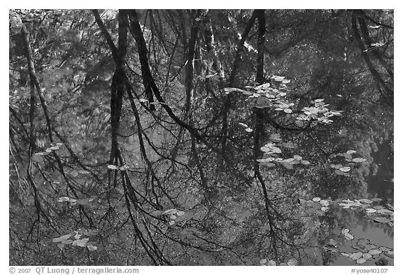 Reflections of cliffs and trees in creek. Yosemite National Park (black and white)