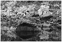 Ferms, mossy boulders, and reflections. Yosemite National Park, California, USA. (black and white)