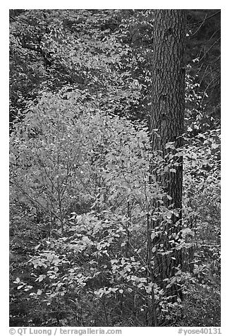 Dogwoods in autum foliage and trunk. Yosemite National Park (black and white)