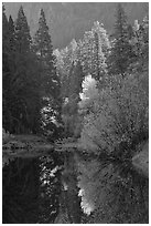 Sunlit autumn tree, Merced River. Yosemite National Park, California, USA. (black and white)