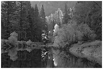 Bright autumn tree, Merced River. Yosemite National Park, California, USA. (black and white)