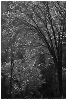Oak trees and dark cliff, El Capitan Meadow. Yosemite National Park (black and white)