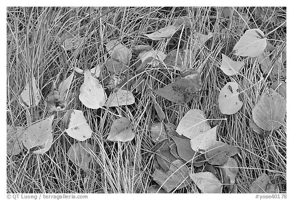 Leaves and grass with frost. Yosemite National Park (black and white)