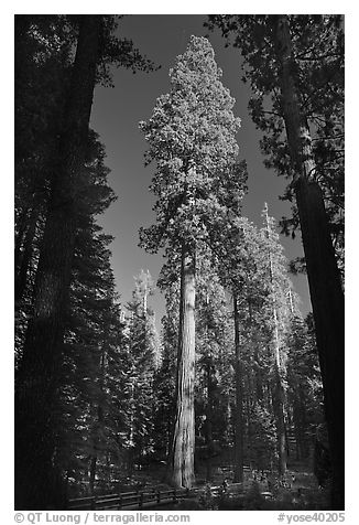 Mariposa Grove of sequoia trees. Yosemite National Park (black and white)