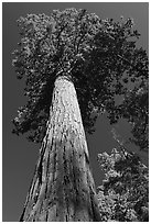 Towering sequoia tree, Mariposa Grove. Yosemite National Park, California, USA. (black and white)