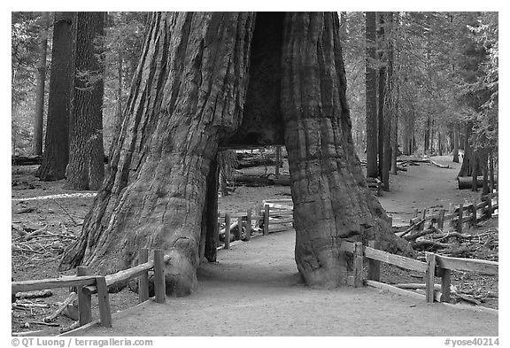 California tunnel tree, Mariposa Grove. Yosemite National Park (black and white)