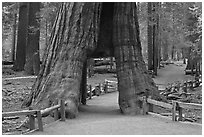 California tunnel tree, Mariposa Grove. Yosemite National Park, California, USA. (black and white)
