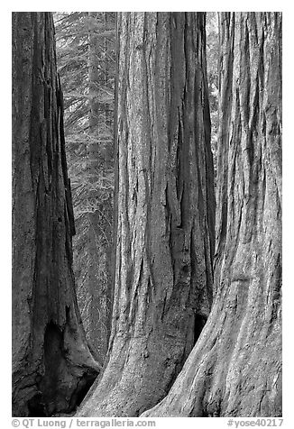 Base of sequoia tree trunks, Mariposa Grove. Yosemite National Park (black and white)