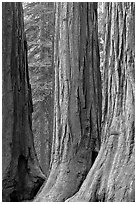 Base of sequoia tree trunks, Mariposa Grove. Yosemite National Park, California, USA. (black and white)