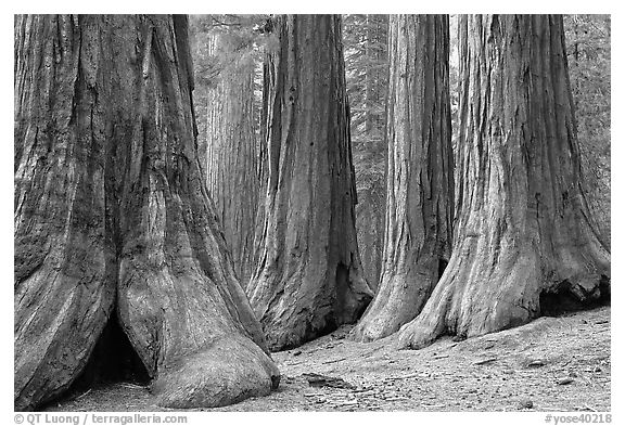 Sequoias called Bachelor and three graces, Mariposa Grove. Yosemite National Park, California, USA.