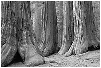 Sequoias called Bachelor and three graces, Mariposa Grove. Yosemite National Park, California, USA. (black and white)