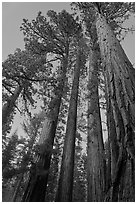 Sequoia trees at dusk, Mariposa Grove. Yosemite National Park, California, USA. (black and white)