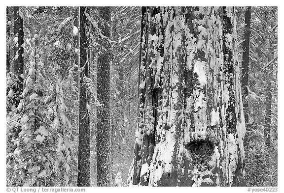 Giant Sequoia plastered with snow, Tuolumne Grove. Yosemite National Park (black and white)