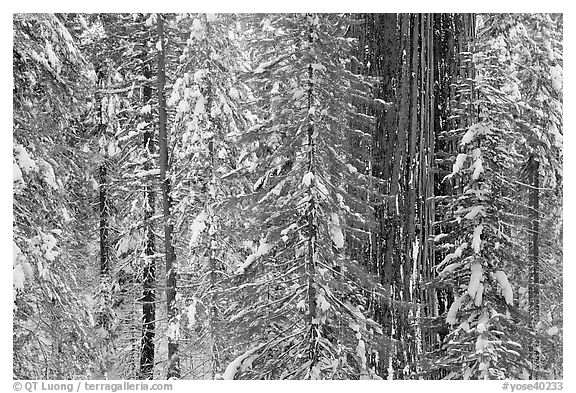 Wintry forest with sequoias and conifers, Tuolumne Grove. Yosemite National Park (black and white)