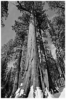 Sequoia tree named the Bachelor in winter. Yosemite National Park, California, USA. (black and white)