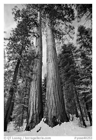 Giant sequoia trees in winter, Mariposa Grove. Yosemite National Park (black and white)
