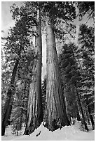 Giant sequoia trees in winter, Mariposa Grove. Yosemite National Park, California, USA. (black and white)