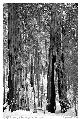 Clothespin Tree and another sequoia, Mariposa Grove. Yosemite National Park (black and white)