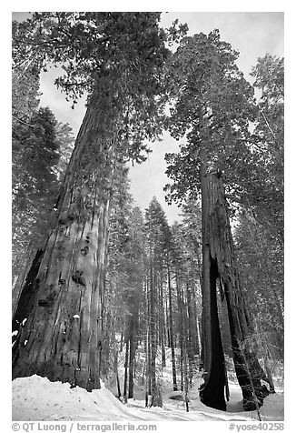 Two giant sequoia trees, one with a large opening in trunk, Mariposa Grove. Yosemite National Park (black and white)