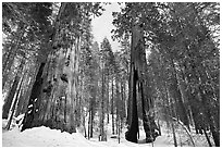 Mariposa Grove of Giant sequoias in winter with Clothespin Tree. Yosemite National Park, California, USA. (black and white)