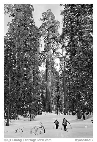 Backcountry skiiers and Giant Sequoia trees, Upper Mariposa Grove. Yosemite National Park (black and white)