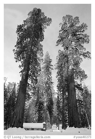 Big trees, and Mariposa Grove Museum in winter. Yosemite National Park (black and white)