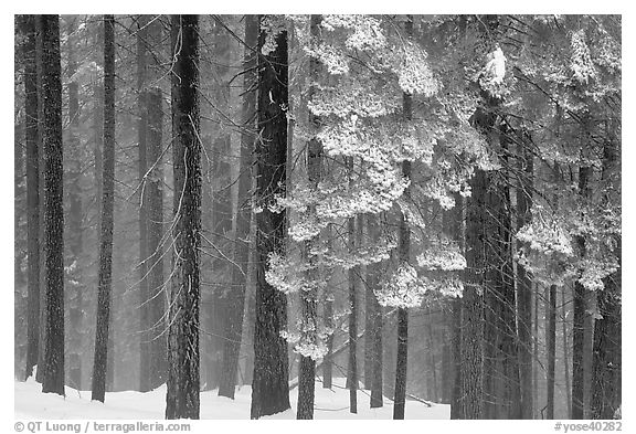 Snowy forest in fog, Chinquapin. Yosemite National Park (black and white)