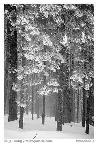 Forest with snow, Chinquapin. Yosemite National Park (black and white)