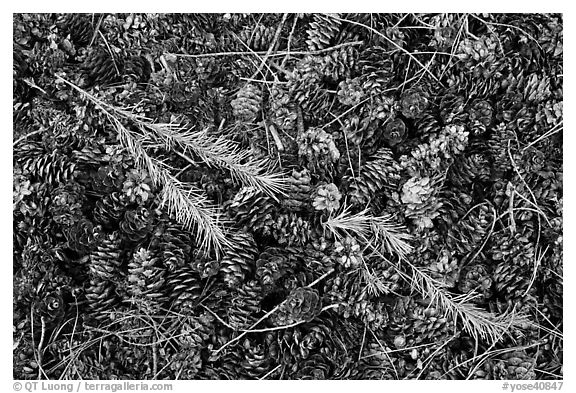 Close-up of pine cones and needles. Yosemite National Park (black and white)