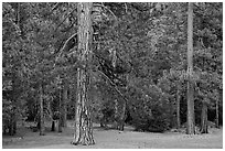 Lodgepole pine and forest. Yosemite National Park, California, USA. (black and white)