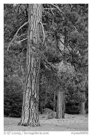 Lodgepole pines. Yosemite National Park (black and white)