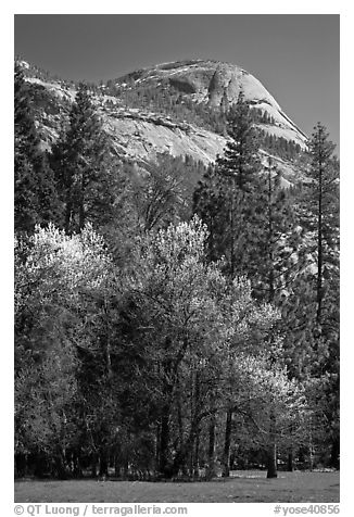 Apple tree in bloom and North Dome. Yosemite National Park (black and white)