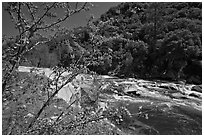 Redbud in bloom and Merced River, Lower Merced Canyon. Yosemite National Park, California, USA. (black and white)