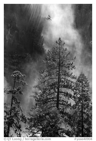 Trees and falling water, Bridalveil falls. Yosemite National Park (black and white)