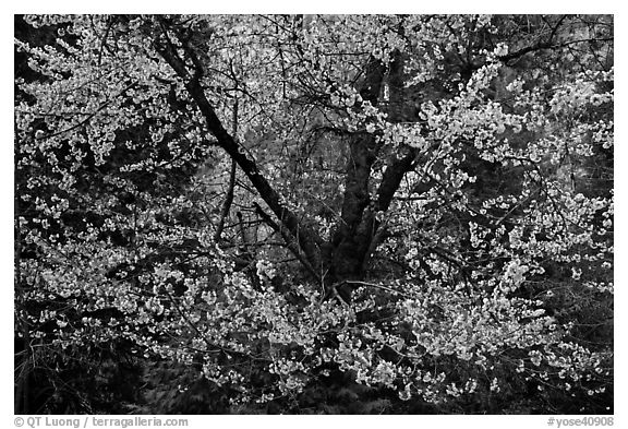 Tree in bloom. Yosemite National Park (black and white)