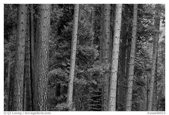 Pine forest. Yosemite National Park (black and white)