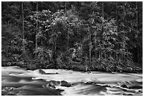 Trees in spring along the Merced River. Yosemite National Park ( black and white)