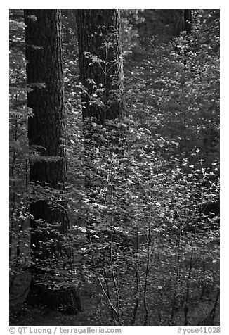 Pine trees and dogwoods, late afternoon, Tuolumne Grove. Yosemite National Park (black and white)