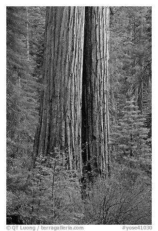 Twin sequoia truncs in the spring, Tuolumne Grove. Yosemite National Park (black and white)
